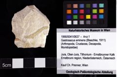 Foto (Objket + Etiketten) von Gastrosacus eminens (Blaschke, 1911) 